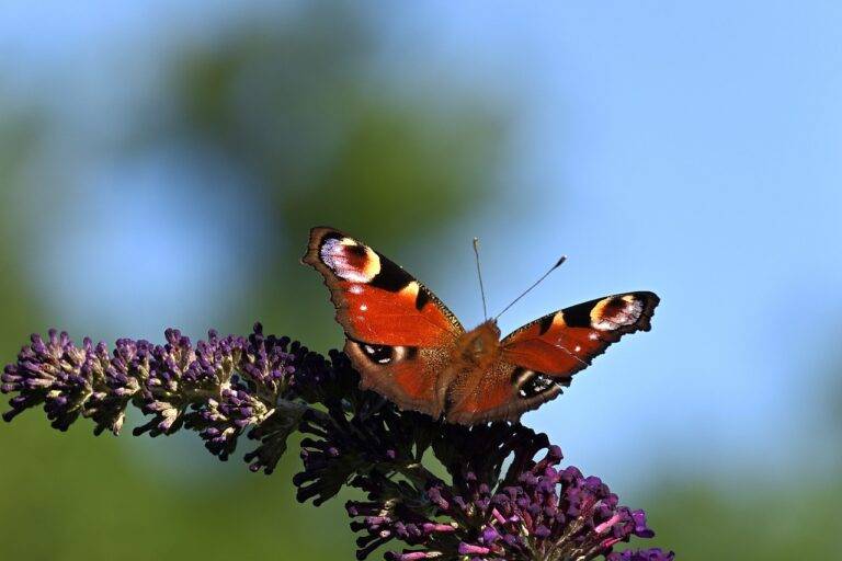 The Impact of Food Waste Recycling