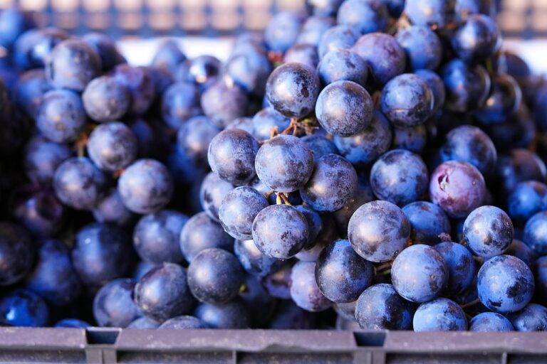 The Future of Plant-Based Protein Sources