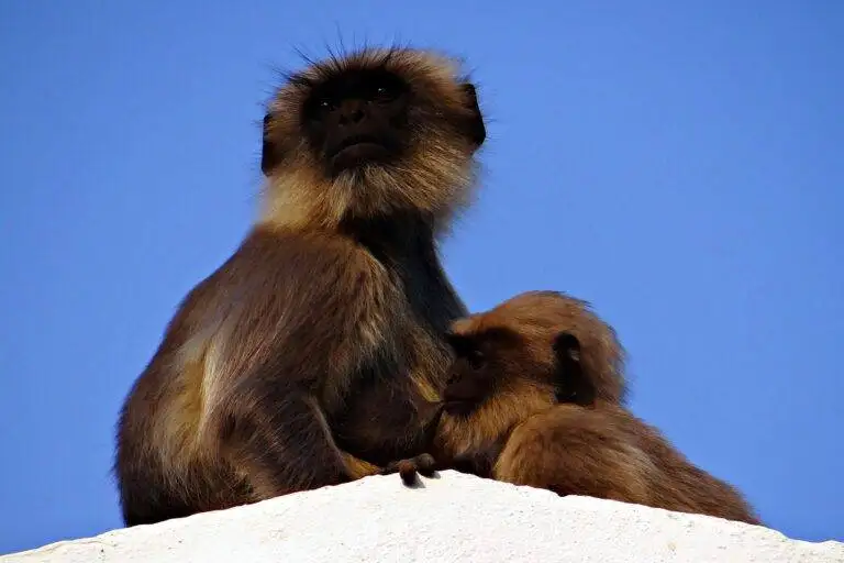 The Role of Political Parties in Mobilizing Voters